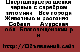 Цвергшнауцера щенки черные с серебром питомник - Все города Животные и растения » Собаки   . Амурская обл.,Благовещенский р-н